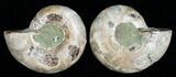 Small Desmoceras Ammonite Pair #5293-1